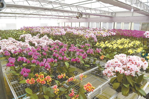 花卉工廠 蘭香四溢，專業苗木零售