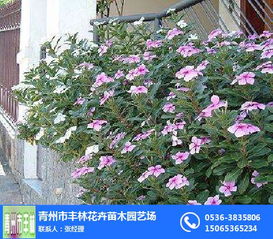 宿根花卉與水生植物的魅力 青州市豐林花卉苗木園藝場的專業零售服務