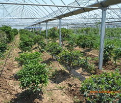 山東桂花基地 靚麗花卉苗木的培育與推廣