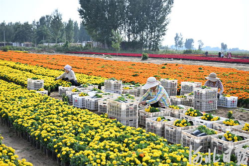 金秋到 鮮花俏 花卉苗木零售市場迎來旺季
