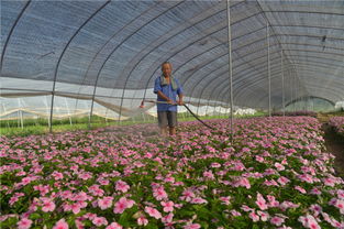 小村莊里的大變化 西咸新區花卉苗木零售業蓬勃興起