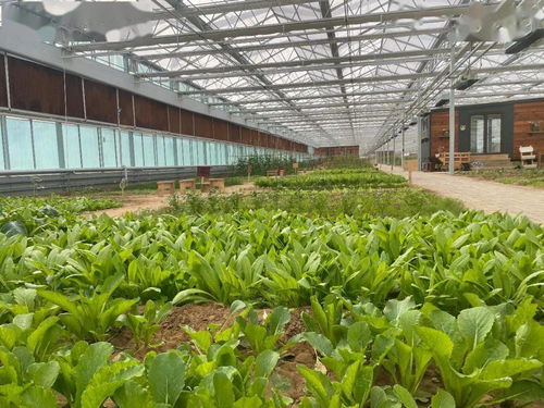 現代農業綜合展示項目一期建設工程即將開放，打造花卉苗木零售新體驗