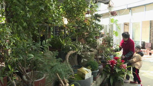 春來花枝俏 青田花卉苗木市場生意回溫