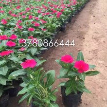 花卉苗木零售 開啟綠色生活的美麗選擇