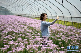 安徽鮮花經濟 花卉苗木零售助力鄉村振興