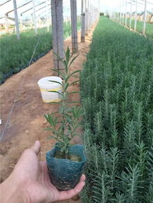 青州花卉苗木專業合作社 薰衣草與多元花卉供應的理想選擇