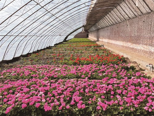 園林綠化搶春時 花卉育苗添新彩——花卉苗木零售市場迎來春季熱潮