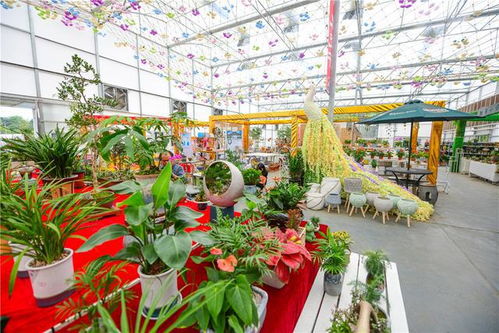 桂林世外陶園 花團錦簇醉游人，花卉苗木零售新體驗