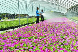 節日花市正當時 花卉苗木零售迎來銷售高峰