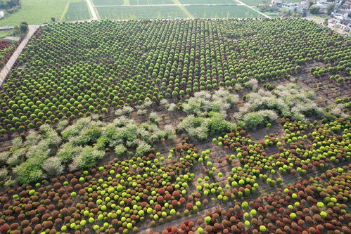 四川內江 多彩花卉苗木點綴田間 零售市場迎來生機