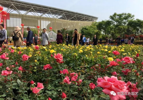 玉潤花香 滿城芳菲 河南南陽第九屆月季花會隆重開幕