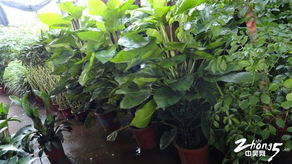 常州新區花木 一站式花卉苗木租賃與零售，商務信息薈萃