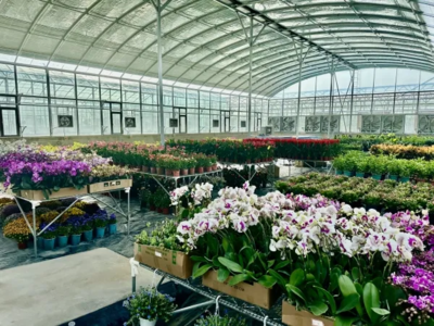 現代設施農業產業園 以花卉苗木零售為引擎，為鄉村振興注入新活力