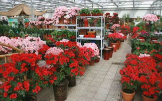 生活派 | 秋季成都花市巡禮 把春天帶回家