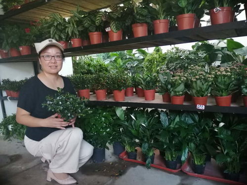 鄂州風信子 讓萬卉千花點染畫廊的花卉苗木零售