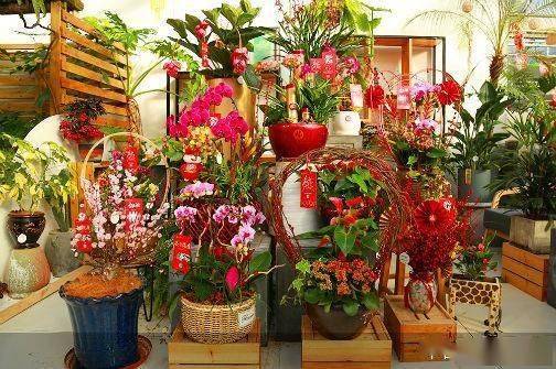 抗疫主題花卉亮相豐臺，為生活注入希望與力量