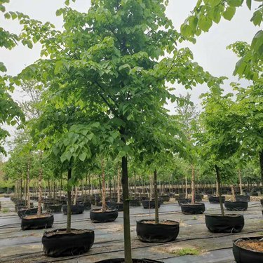 浙江苗木價格參考及零售指南