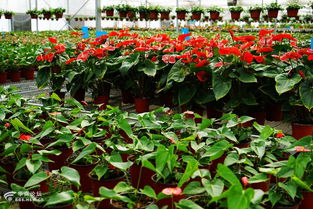 三原馨盛花卉苗木養殖基地剪影之二 花卉苗木零售的藝術與溫度