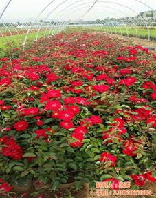 青州市君誠花卉苗木專業合作社 熱賣促銷中的花卉苗木零售指南