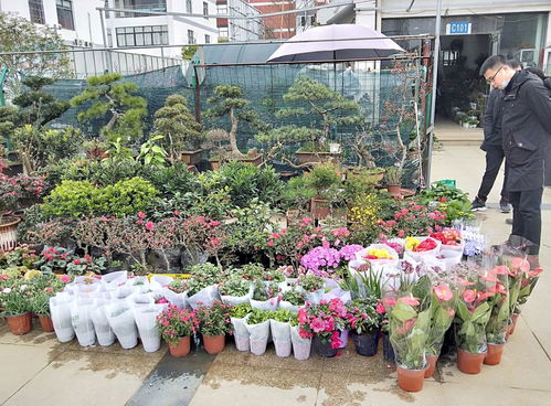 疫情之下花卉苗木零售市場行情 實地走訪見聞