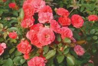 豐花月季 優質花卉苗木，美化環境的理想選擇