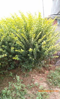 青州金葉女貞新展花卉苗木采購指南 廠家、價格與零售渠道全解析