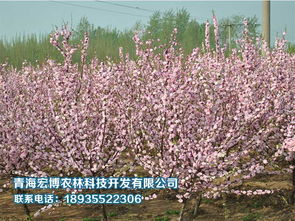 花卉苗木供應全解析 從園林綠化批發到零售選購指南