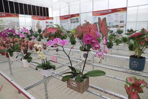 沃野生金——云浮花卉苗木產業的鏈式發展之路