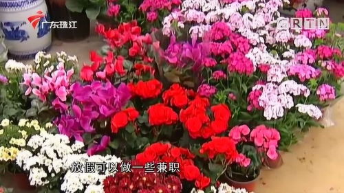 佛山年花銷售搶閘迎開門紅，花街未開已有商戶清倉