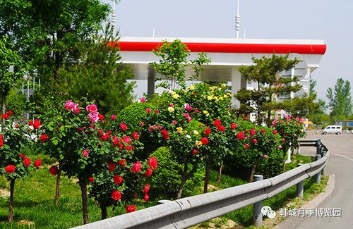 韓城市月季產業博覽園榮獲省級苗木花卉產業示范園稱號