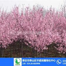 盆景綠化苗木——平盛苗圃在線咨詢服務及優質苗木零售指南