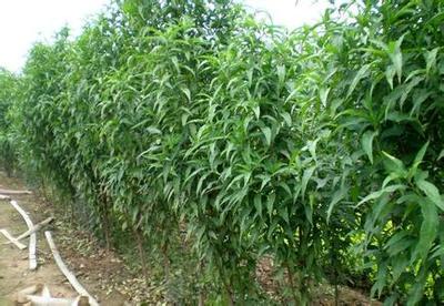 青州小龍柏批發與零售指南 本東花卉一站式選購平臺