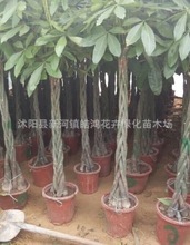 花木之美，盡在皓鴻——新河鎮皓鴻花卉綠化苗木場產品大全