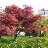 紫葉李種子市場行情與采購指南 以銅仁地區為例