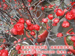 迎新春老陳花木批發零售歡迎您