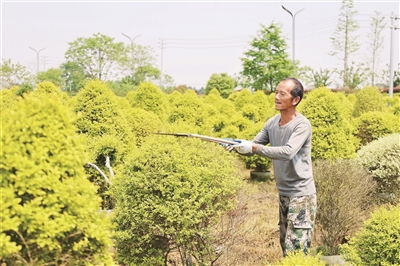 枝頭尋春機 花卉苗木零售市場迎來銷售熱潮