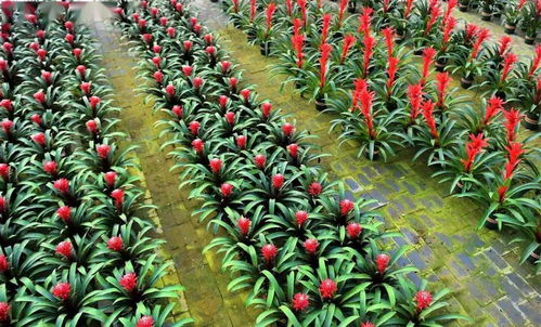 任丘花經濟綻放 產業集聚發展，花卉苗木零售點亮新商機