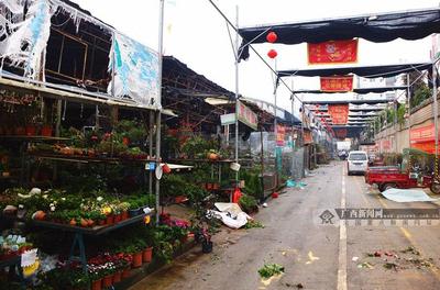 廣西花鳥交易市場秩序井然 除受災區域外正常營業 花卉苗木零售供應穩定