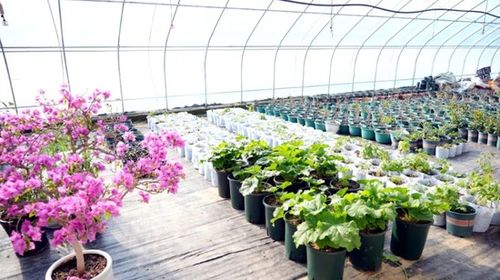 花木煥新機 以零售為抓手，推動鄉村產業高質量發展