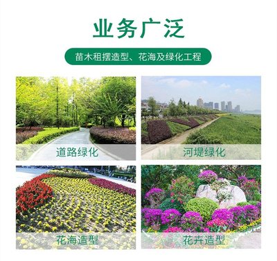 香松與側柏 云南綠植市場中的常綠魅力