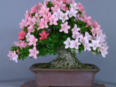 浦東新區綠化用綠植銷售供應 上海皓尊園藝的專業服務與花卉苗木零售