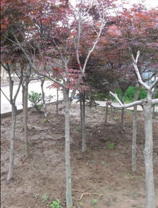 秋日畫卷中的紅楓——沭陽縣新洋花木銷售中心專業苗木零售