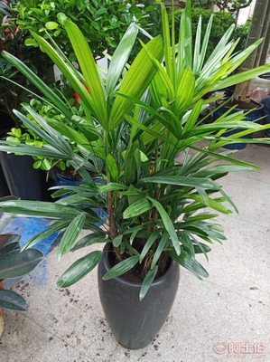 哈爾濱香坊區玲馨花卉苗木銷售行 專業批發零售，裝點美好生活