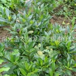 花卉苗木零售——貴州元浩農業發展有限責任公司的綠色產業布局