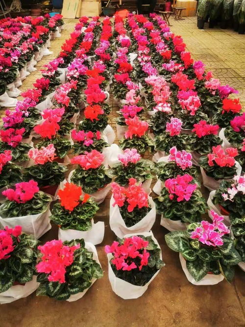 最是古城年味濃，花卉苗木添新彩——記一場別開生面的新春零售盛宴