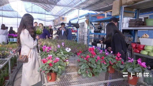 沙洋市苗木花卉產業發展綜述 從規模化種植到零售市場拓展