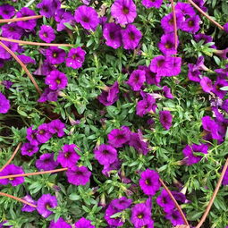 武漢苗木基地 一站式園林綠化解決方案專家